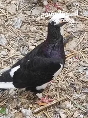  9 كوم حمام حوالي من 35 إلى 40 طير  للبيع