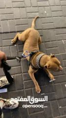  1 بتبول رد نوز حجم قصير