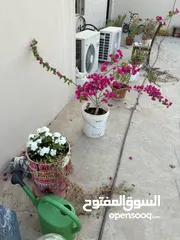  13 نباتات منزلية للبيع House plants for sale