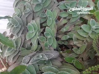  4 زريعه زينه للبيع