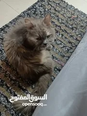  10 Persian cat
