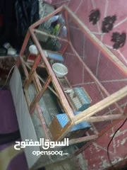  11 طيور حب وزوج فنجس وزوج حمام ملكي