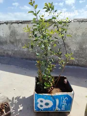  2 شتلات فواكه للبيع