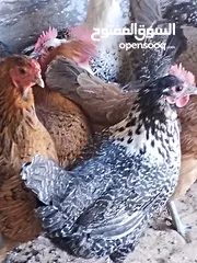  9 دجاجات للبيع