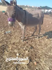  2 حمار غنم نخب اول ولا غلطه مخصي