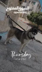  5 كلب هسكي ل البيع