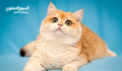  6 نشتري قطط سكوتش وبريتش الإعمار من شهرين ل3
