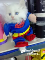  14 قطط  هملاية و شرازي  مستوى علي
