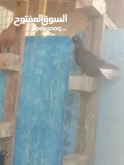  18 حمام للبيع