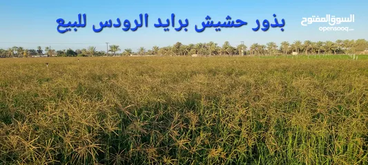  5 بذر حشيش برايد عماني و بذر حرية غشمر و شتلات بونيكام
