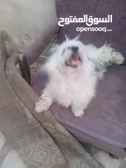  2 كلب فرنسي لعوب