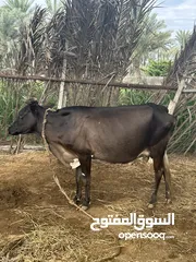  2 بقره الحمدلله بدون عذاريب وفيها حليب