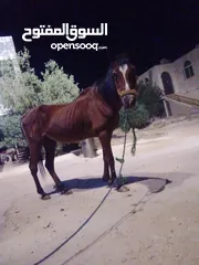 1 فرس للبيع  في عجلون