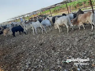  5 شركه مواشي عمان