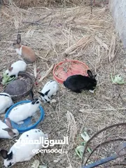  7 أرانب للبيع ذكور وإناثي شغالات وبداية شغل