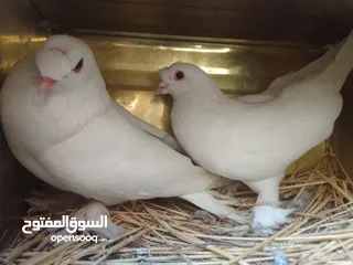  5 مكاوي ومجموعه اقفاص