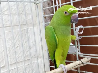  1 ببغاء دره هندي