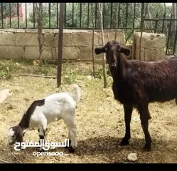  2 عنزتين،،،،