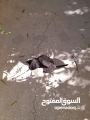  2 قطط للبيع مجانا بسبب عدم تامين الحاجات لها