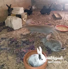  4 ارانب هجين خمس امهات وذكر مع مواليد منهم على وجه شغل العدد كامل خمسين
