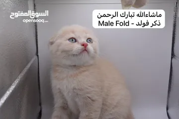  1 سكوتش كيتن فولد وستريت الوان مميزه ليلك ومشمشي وغيرها 15 كيتن