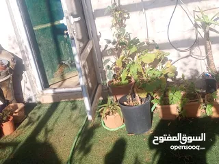  10 شقة للبيع في  المدينة الرياضية