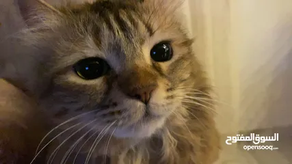  3 بسة لتبني .