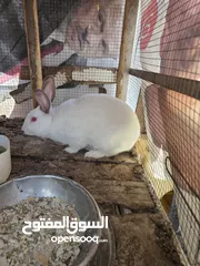  1 ذكر فرنسي للبيع شغال ميه ميه