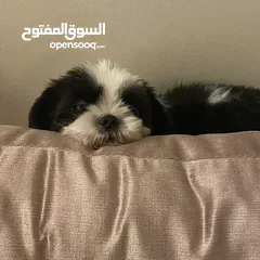  3 Shihtzu female dog for adoption