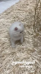  10 شيرازي ثلاث شهور