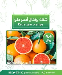  1 شتلات وأشجار البرتقال والحمضيات من مشتل الأرياف  أسعار منافسة نارنگی /  میندر کا درخت orange tree