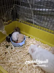  2 هامستر سوري ذكر وانثى مع 6 صغار الوان متنوعه الانثى هالبينو عيون حمر