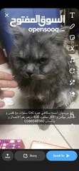  1 Persian cat