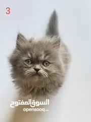  6 قطط للبيع بأسعار مغرية