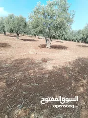  5 من أجمل قطع الرمان جميع الخدمات مشجرة