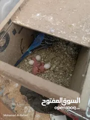  12 متوفر 5 جواز حب بسم الله ما شاء الله تعال وشوف بعينك