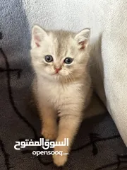  1 بسس سكوتش ستريت للبيع