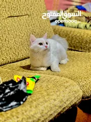  1 خط شيرازي عمر سنه وسته اشهر لون ابيض