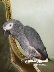  2 ‏بغبغاء كاسكو