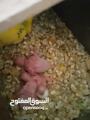  1 كوم حب  جوز تحتو فرخين وجه فطم  وجوز تحتو 3 فراخ عمر اسبوع  وجوز جنة  و 10 مخاليف حب ومطير