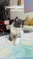  2 4month mix Persian Himalayan cat Female