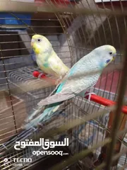 20 3 جواز كوكتيل 4 جواز حب جوزين روز اخضر طواير كنار 6   جواز حب
