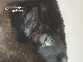 2 زغاليل بلدي للذبح