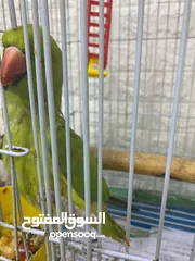  4 ببغاء دره للبيع نص ألفة متكلمة