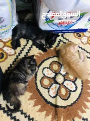  3 قطه شيرازي عسلي