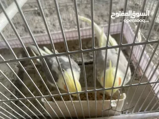  2 جوز كوكتيل بايد للبيع مستعجل