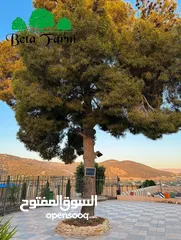  25 شاليه فاخر  ومزرعه للايجار الاسبوعي والشهري فقط بركة مدفأة اطلاله خياليه  نظافة يوميه للمكان بالكامل