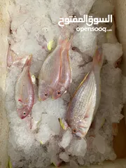  3 محل بيع سمك