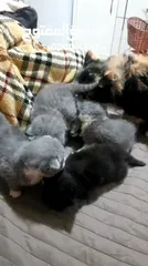  6 قطه ام مع اربعه اطفالها