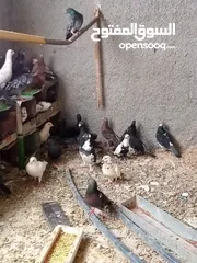  2 حمام بلدي شغال